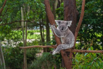 Poster Wilde koala op een boom in een groen park in Australië © IrBreeze