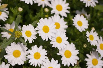 道端に咲くカラフルな花