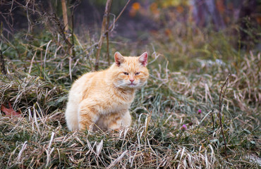 An orange stray cat sits on the grass in the garden_