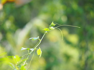 Vine creeping plant climber green leaf blur nature background space  for write