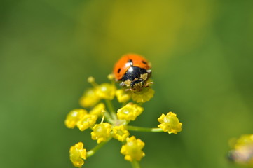 Fototapeta premium Божья коровка