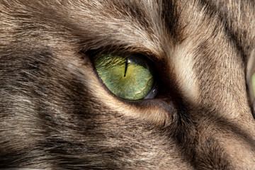 Beautiful, green cat's eye is illuminated by sunlight. Macro.