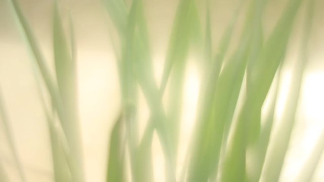 Grass soft sping season video background
