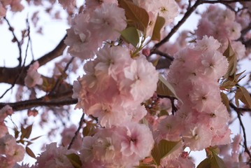 ピンクの花びら