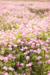 Obraz premium 一面のコスモス