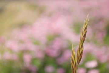 一面のコスモス