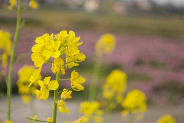 Obraz premium 黄色い花