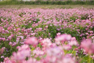 Fototapeta premium 一面のコスモス