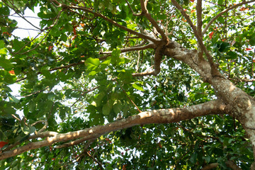Looking from the bottom to the top of the tree to sky. Santol tree.