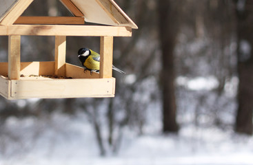  tit in winter park