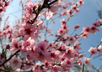 pink cherry blossom flower in spring time over blue sky.