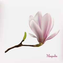 Magnolia flower background
