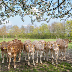 Fototapeta premium blonde d'aquitaine cow and calfs in green meadow with blossoming spring trees in the background of dutch meadow