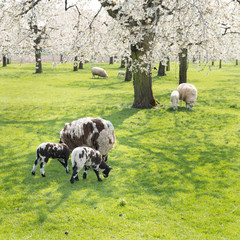 Fototapeta premium sheep and lambs in green grass under blossoming cherry trees in spring orchard near utrecht in holland