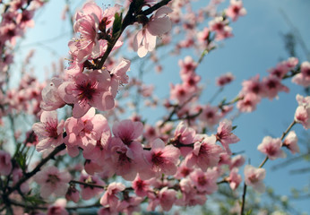 pink cherry blossom flower in spring time over blue sky.