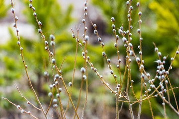 Branches of a willow with earrings, spring background. Thin willow twigs