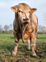 blonde d'aquitaine bull stands in meadow