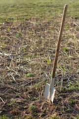 shovel on the background of the field with last year's rape. digging of siderates for soil fertilization