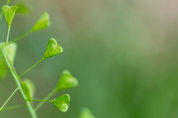 Close up of heart shape pods of Shepherd's purse, Capsella bursa-pastoris