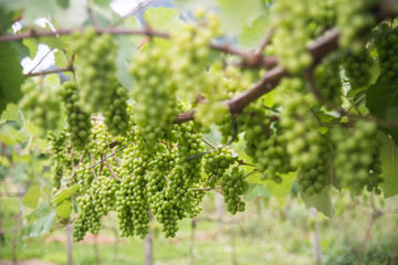 Parreiras carregadas de uva