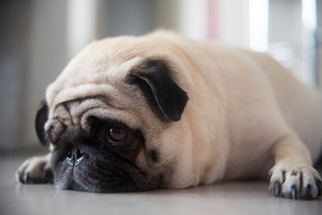 Cachorra Triste e Pensativa Pug 