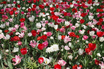 チューリップの花