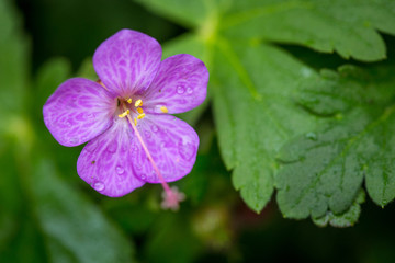 Beautiful purple ping small flowers isolated with blurred green background
