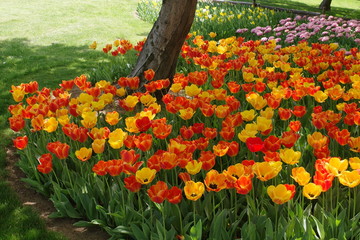 チューリップの花