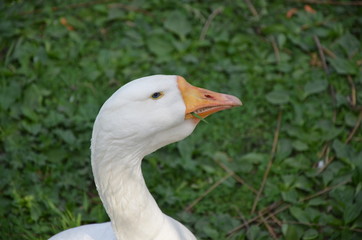 Goose head