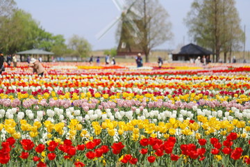 日本の千葉県にある　あけぼの山農場公園　風車と色とりどりのチューリップ