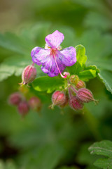 Beautiful purple ping small flowers isolated with blurred green background