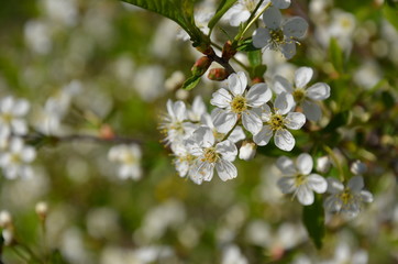 cherry tree blossom