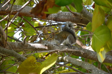 Little squirrel