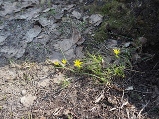 First bright yellow primroses in forest glade . Concept of the seasons, weather, spring