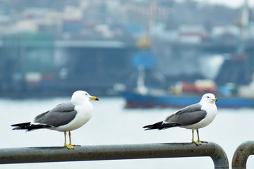 Fototapeta premium two white gulls sit on the parapet of the embankment in the city of Vladivostok