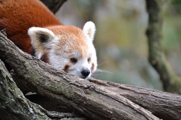 Obraz premium Red Fox