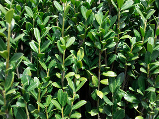  leaf_1688