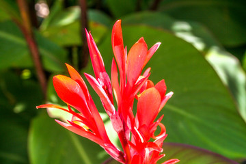 red tropical flower
