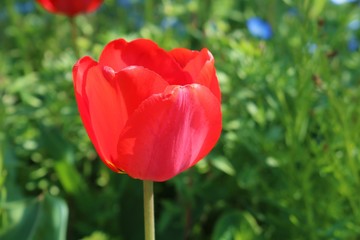 チューリップ　春　赤　かわいい　茨城