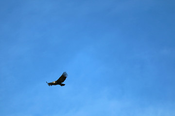 One Andean Condor Bird Flying in the Blue Sky over Colca Canyon, Arequipa region, Peru, South America