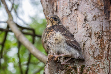 Fieldfare chick fell out of the nest