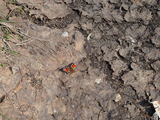 Colorful european peacock butterfly Inachis io, Aglais io on the ground,