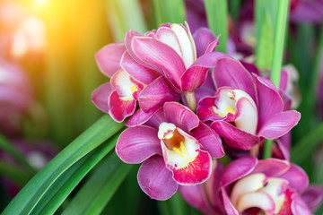 Orchid flower in orchid garden at winter or spring day for beauty and agriculture concept design....