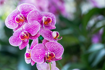 Orchid flower in orchid garden at winter or spring day for beauty and agriculture concept design....