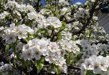 pink cherry blossom flower in spring time over blue sky.