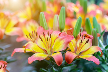 Lily flower and green leaf background in garden at sunny summer or spring day for beauty decoration and agriculture design. Lily Lilium hybrids.