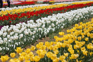 公園に咲く色とりどりのチューリップ