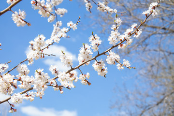  flowering tree, flowering apricot. spring bloom. white flowers against the blue sky and clouds