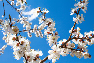  flowering tree, flowering apricot. spring bloom. white flowers against the blue sky and clouds
