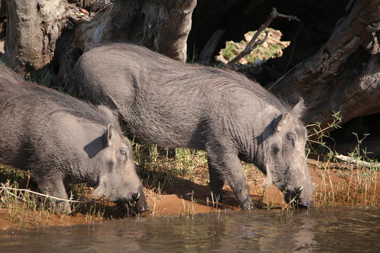 warthog  african in the wild